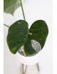 Monstera thai constellation