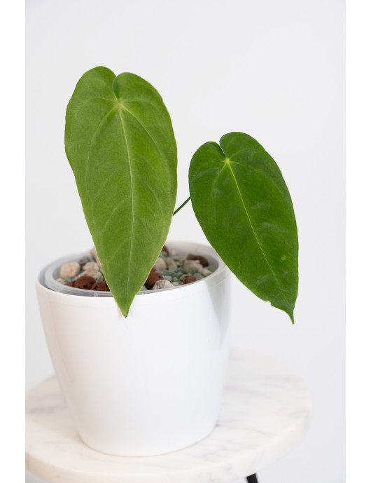 Anthurium cirinoi velvet