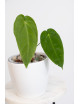 Anthurium cirinoi velvet