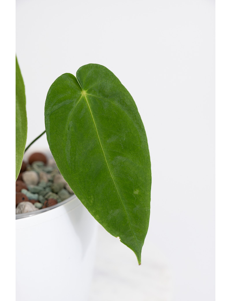 Anthurium cirinoi velvet