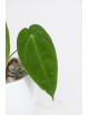 Anthurium cirinoi velvet