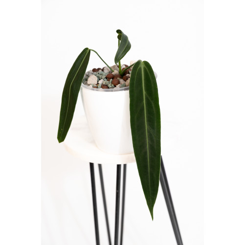 Anthurium warocqueanum