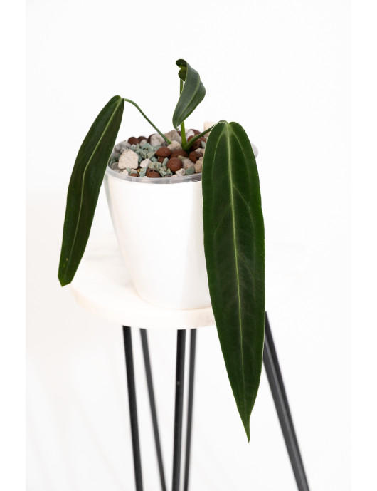 Anthurium warocqueanum