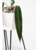 Anthurium warocqueanum
