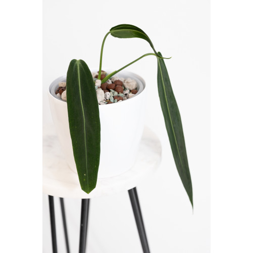 Anthurium warocqueanum