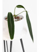 Anthurium warocqueanum