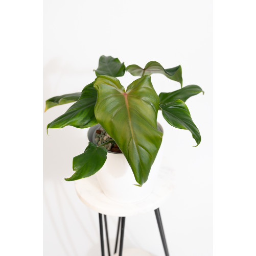 Philodendron barrosoanum 5...