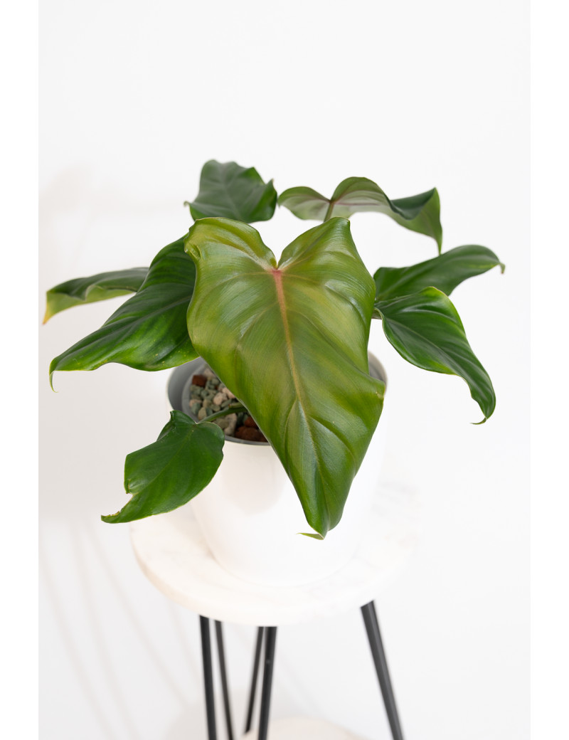 Philodendron barrosoanum 5 x pastazanum