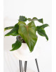 Philodendron barrosoanum 5 x pastazanum
