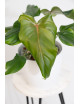 Philodendron barrosoanum 5 x pastazanum