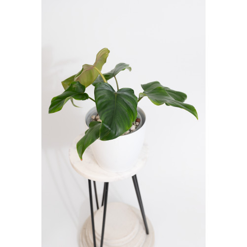 Philodendron barrosoanum 5 x pastazanum