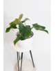 Philodendron barrosoanum 5 x pastazanum