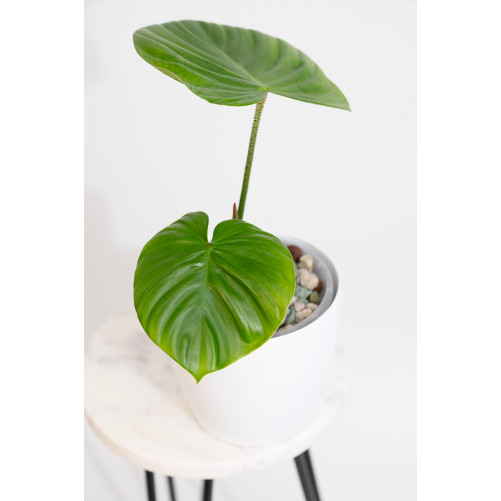 Philodendron nangaritense