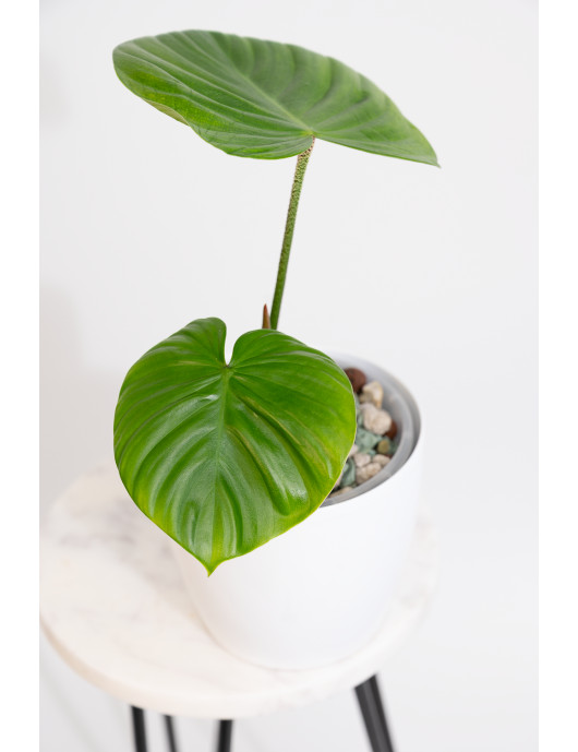 Philodendron nangaritense
