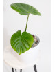 Philodendron nangaritense