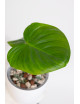 Philodendron nangaritense