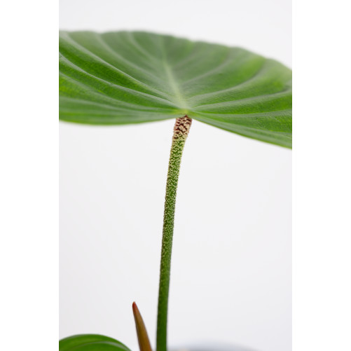 Philodendron nangaritense