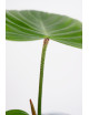 Philodendron nangaritense