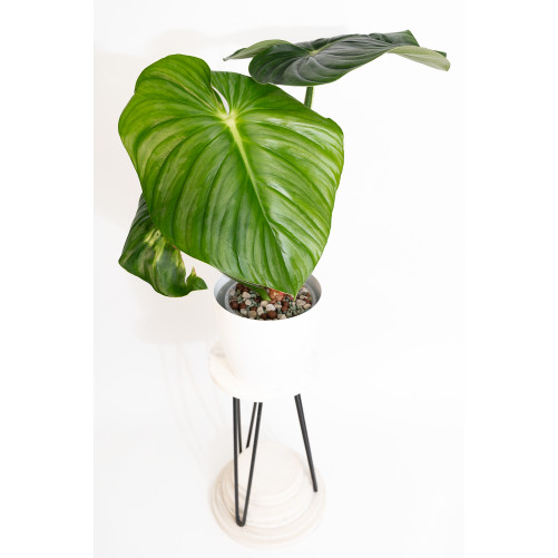 Philodendron plowmanii var...