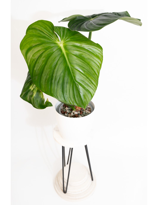 Philodendron plowmanii var citrus