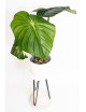 Philodendron plowmanii var citrus