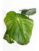 Philodendron plowmanii var citrus