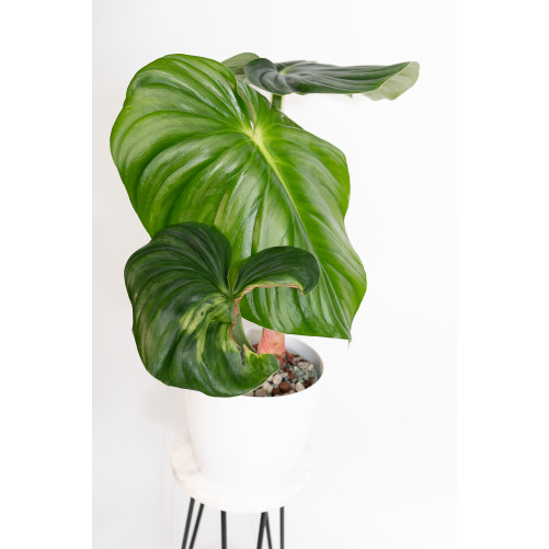 Philodendron plowmanii var citrus