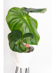 Philodendron plowmanii var citrus