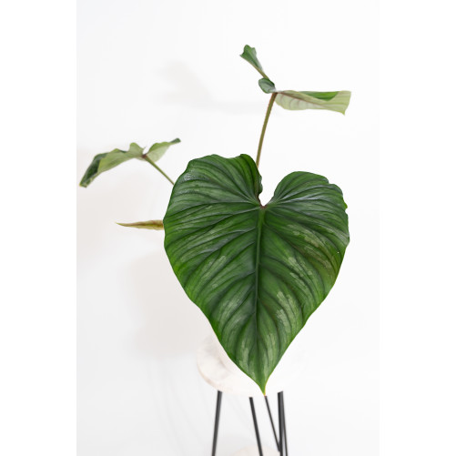 Philodendron plowmanii