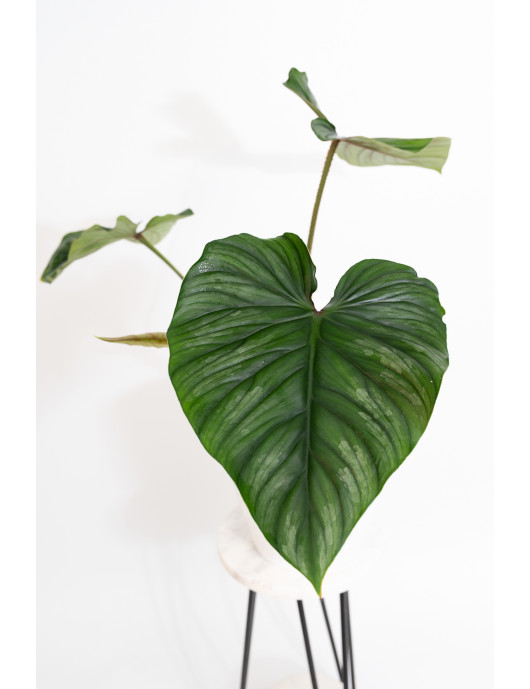 Philodendron plowmanii