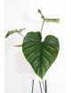 Philodendron plowmanii