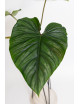 Philodendron plowmanii