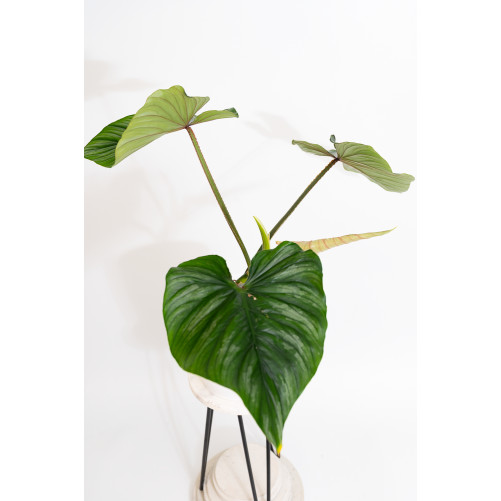 Philodendron plowmanii