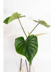 Philodendron plowmanii