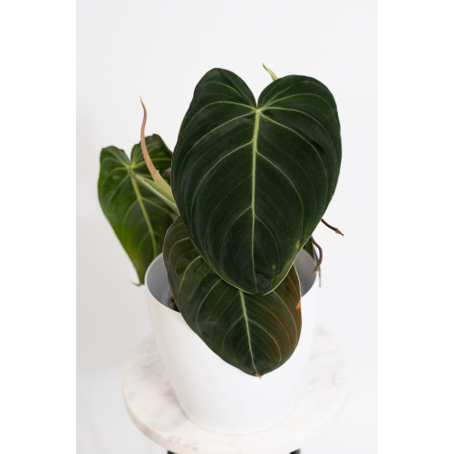Philodendron melanochrysum