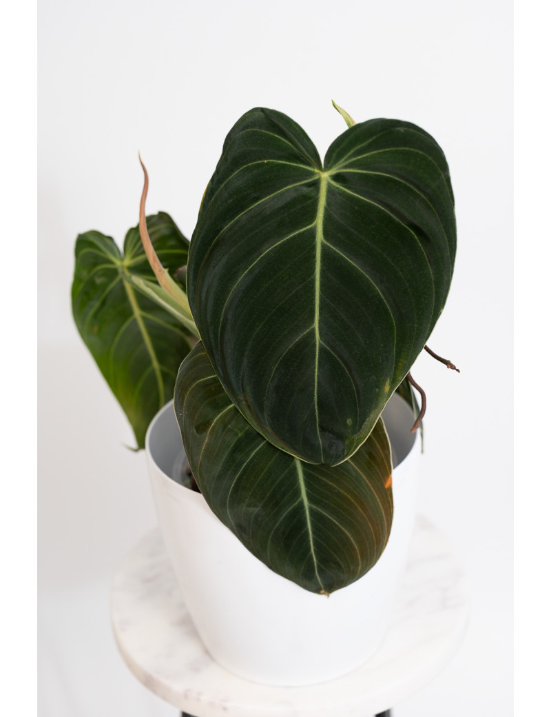 Philodendron melanochrysum