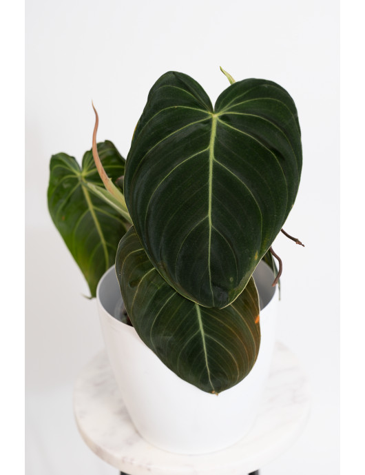 Philodendron melanochrysum