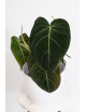 Philodendron melanochrysum
