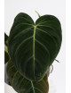 Philodendron melanochrysum