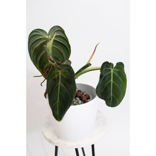 Philodendron melanochrysum