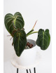 Philodendron melanochrysum