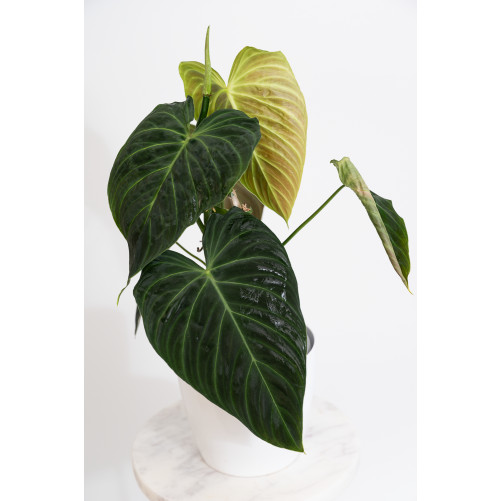 Philodendron splendid