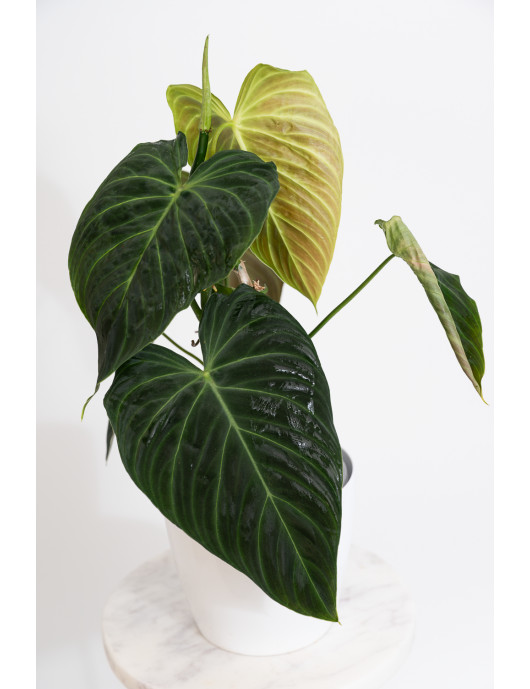 Philodendron splendid