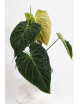 Philodendron splendid