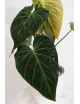 Philodendron splendid