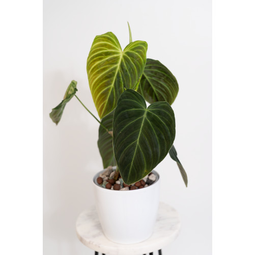 Philodendron splendid