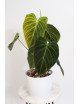 Philodendron splendid