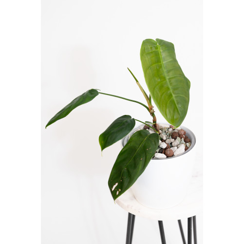 Philodendron sharoniae