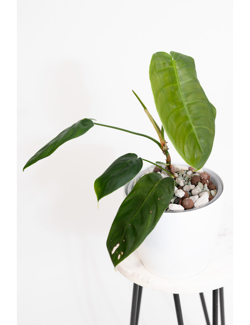 Philodendron sharoniae