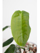 Philodendron sharoniae